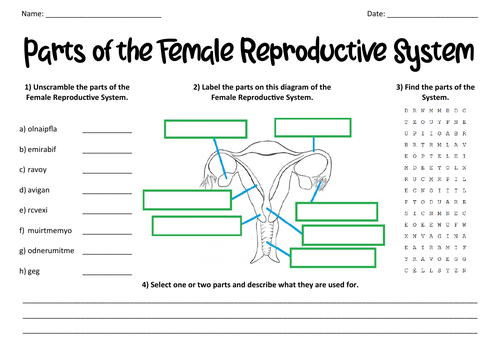 Parts Of The Female Reproductive System Teaching Resources