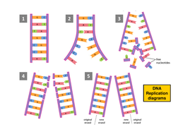 Semi-conservative method of DNA Replication - AS Unit: Biological ...