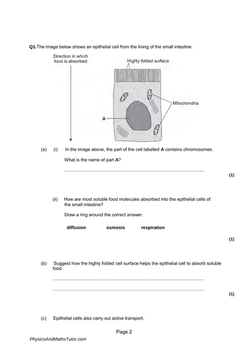 GCSE Edexcel Biology Cell and Control Complete Revision Summary ...