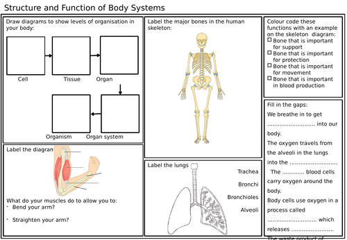 ks3year 7 body systems revision sheet teaching resources