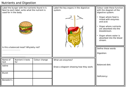 KS3 Nutrients and Digestion Revision Sheet | Teaching Resources