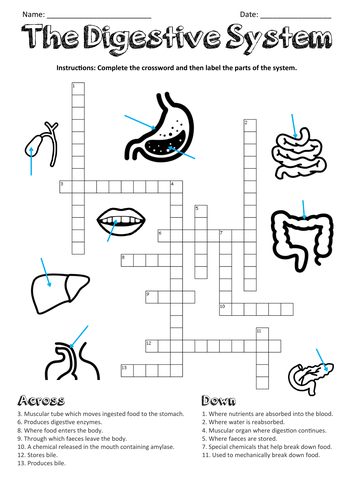 The Digestive System Parts and Functions Crossword Teaching Resources