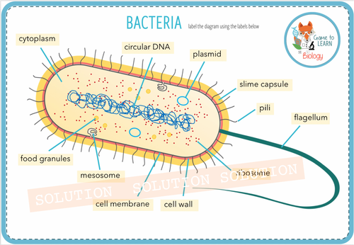 Bacteria (Prokaryotic cells) - Digital Card Sort & Label Activity (KS5