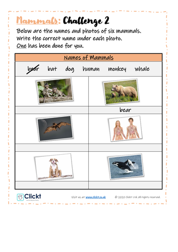 Year 1 Science: Animals, including humans: Mammals | Teaching Resources