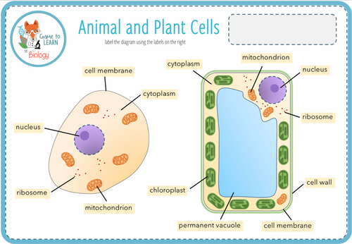 Label Animal And Plant Cells