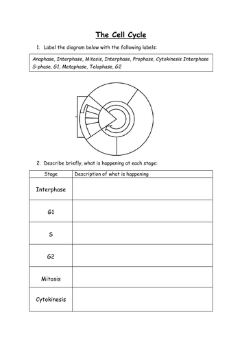 The Cell Cycle | Teaching Resources