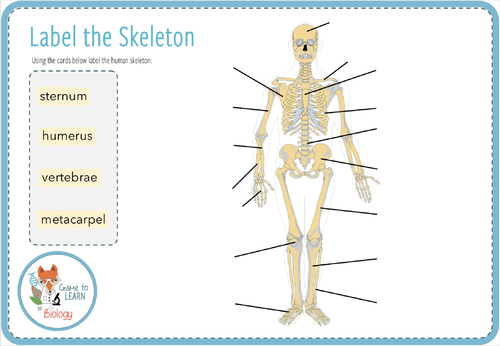 Skeleton and Bones - Digital Label Activity (KS2/3) | Teaching Resources
