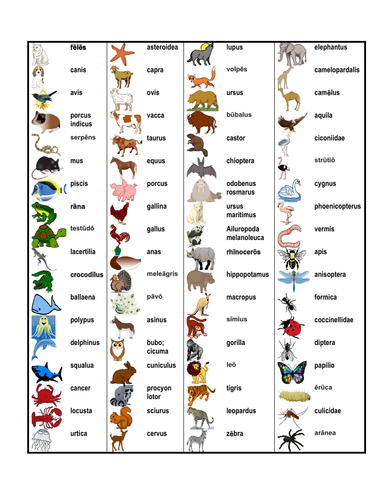 Anim lia Animals In Latin Desk Mat Teaching Resources