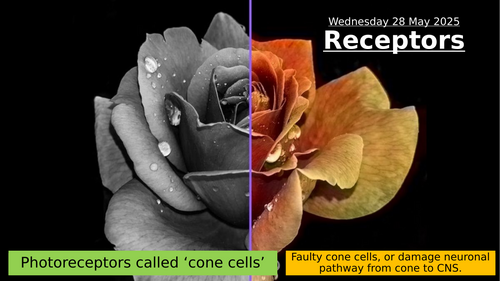 14.4 Receptors