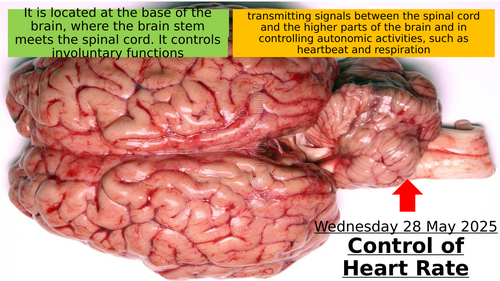 14.5 Control of Heart Rate
