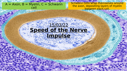 15.4 Speed of a Nerve Impulse