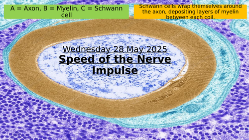 15.4 Speed of a Nerve Impulse