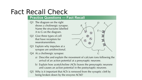 15.5 Structure & Function of Synapses