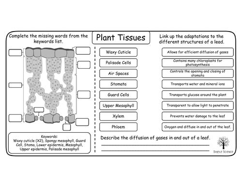 gcse-biology-plant-tissues-and-organs-worksheets-teaching-resources