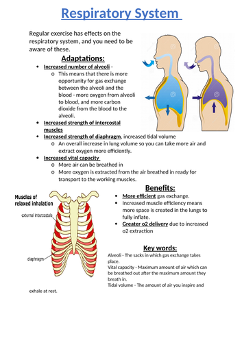 GCSE PE Respiratory System Long and Short Term Effects | Teaching Resources
