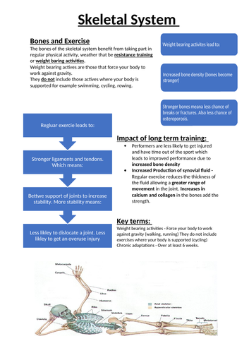GCSE PE Respiratory System Long and Short Term Effects | Teaching Resources