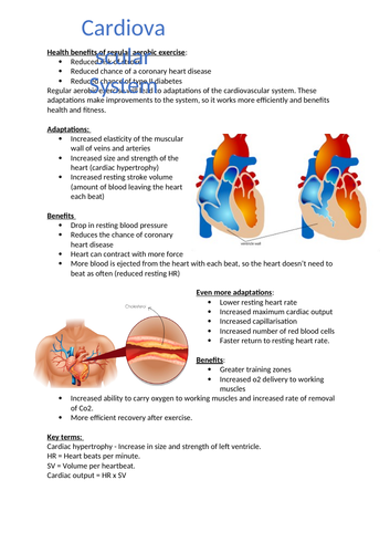 GCSE PE Respiratory System Long and Short Term Effects | Teaching Resources