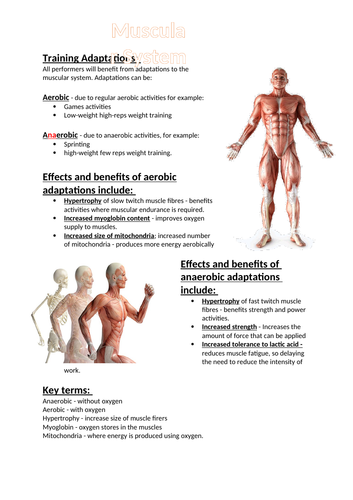 GCSE PE Respiratory System Long and Short Term Effects | Teaching Resources