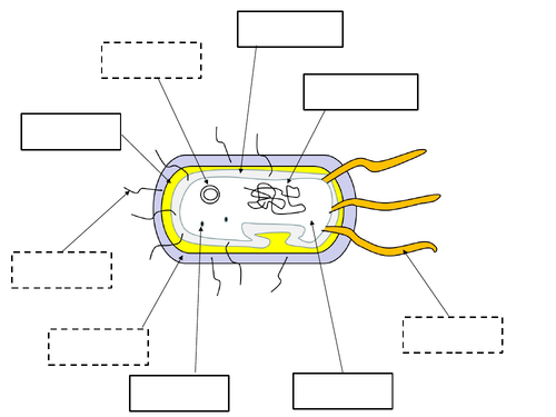 prokaryotic cell diagram unlabeled