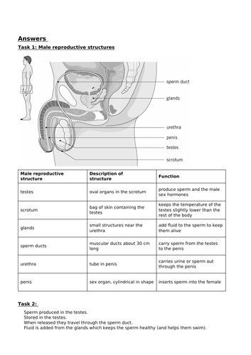 Ks3 Male Reproductive System Teaching Resources