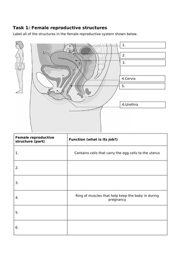 Ks3 Female Reproductive System Teaching Resources