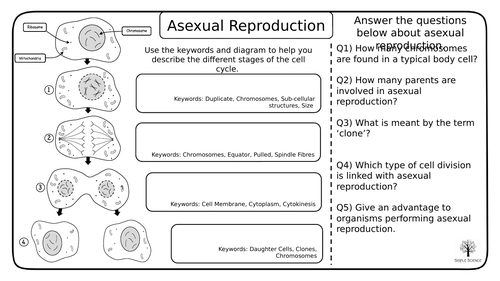 Asexual And Sexual Reproduction And Dna Gcse Biology Worksheets