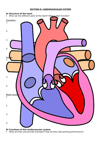 Unit 1 - Anatomy & physiology (BTEC Level 3 Sport 2016) | Teaching ...