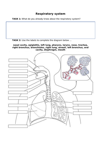 Unit 1 - Anatomy & physiology (BTEC Level 3 Sport 2016) | Teaching ...