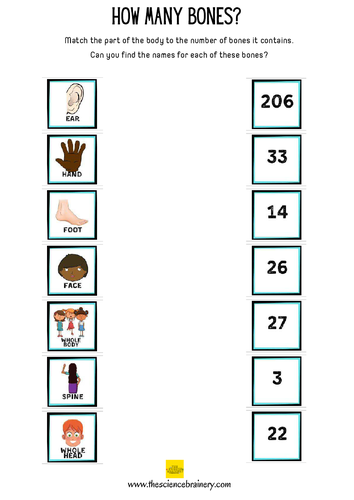 How many bones? KS1 KS2 worksheet | Teaching Resources