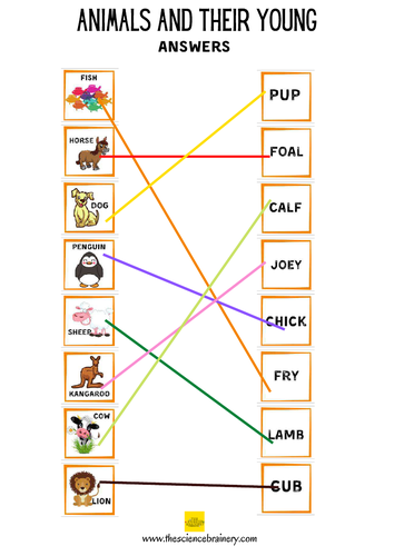 Animals and their young - matching game KS1 KS2 | Teaching Resources