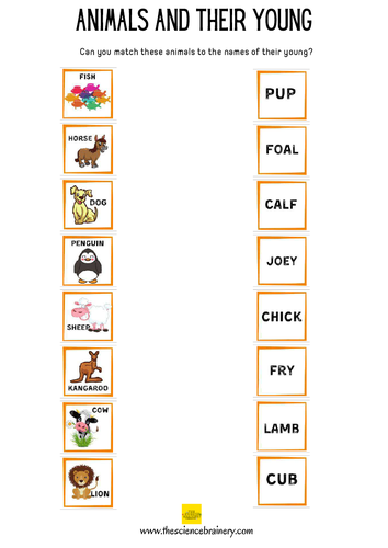 Animals and their young - matching game KS1 KS2 | Teaching Resources