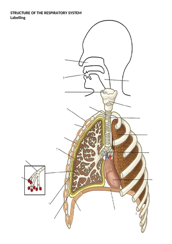 Unit 1 Anatomy and Physiology Unit Pack | Teaching Resources