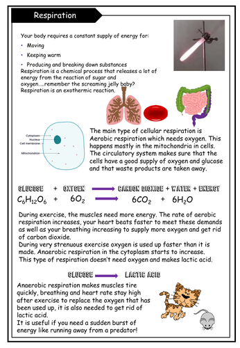 cellular respiration homework and study guide answers