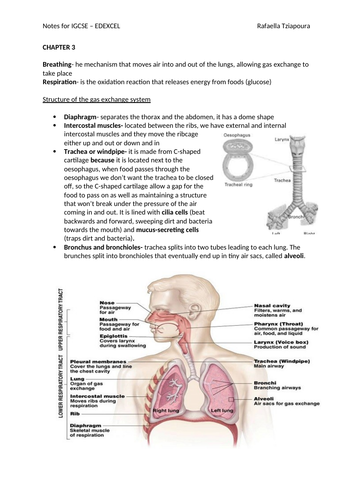 IGCSE International 9-1 Chapter 3 Respiratory system | Teaching Resources