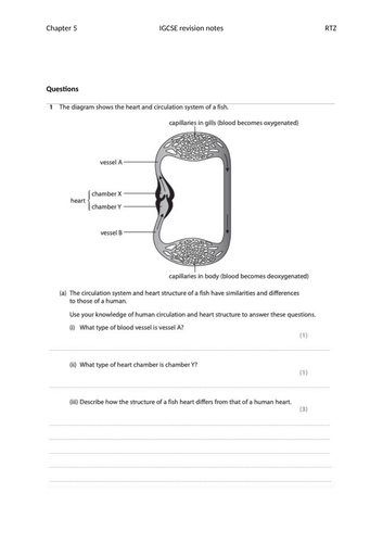 IGCSE International 9-1 Chapter 5 Circulatory system | Teaching Resources