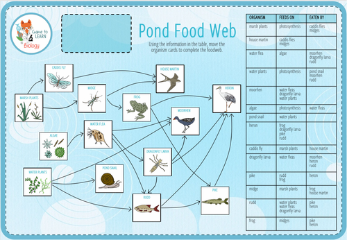 Create a Pond Food Web - Digital Activity (KS3/4) | Teaching Resources