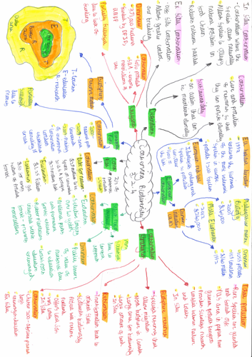 wjec a level geography coursework