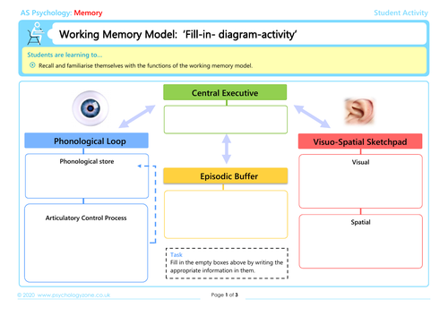 working memory model essay plan