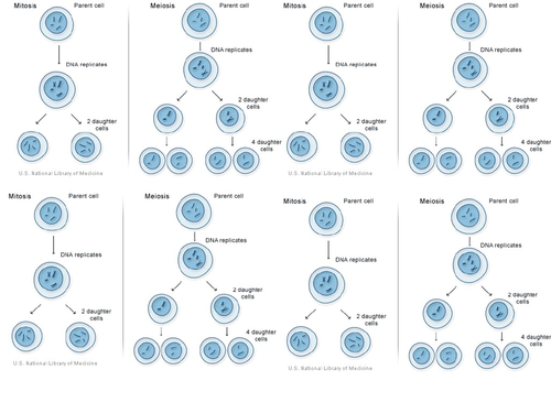 AQA GCSE Biology (9-1) B13.1-2 - Types of reproduction & Cell division in sexual reproduction LESSON