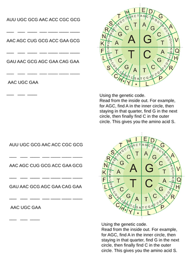 AQA GCSE Biology (9-1) B13.5 DNA structure and protein synthesis FULL LESSON