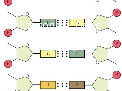 AQA GCSE Biology (9-1) B13. 6 - Gene expression and mutation - FULL LESSON