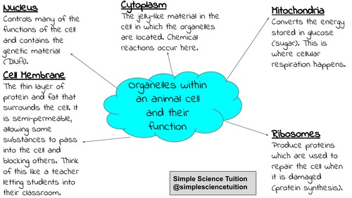 Animal Cell Mind Map Revision Resource | Teaching Resources