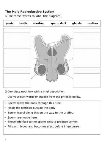 The Male Reproductive System