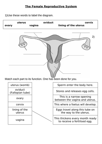 The female reproductive system