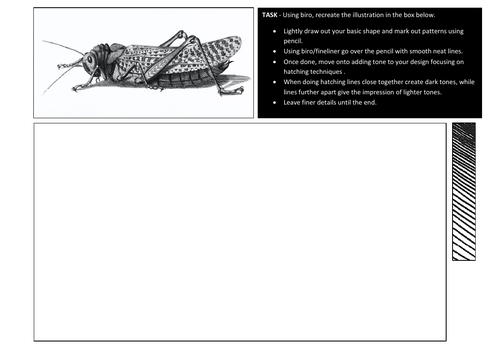 Natural Forms Insect Illustration Worsheet