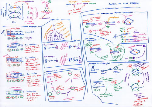 A level Control of Gene Expression revision poster | Teaching Resources