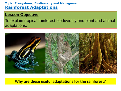 Rainforest Adaptations | Teaching Resources
