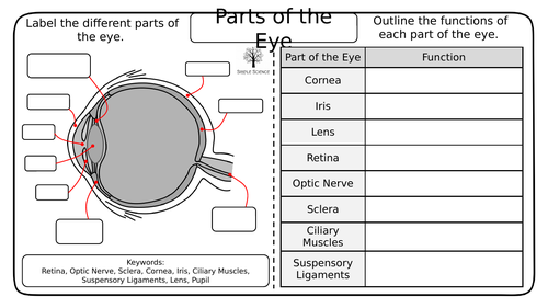 GCSE Biology - The Eye (Triple) Worksheets | Teaching Resources