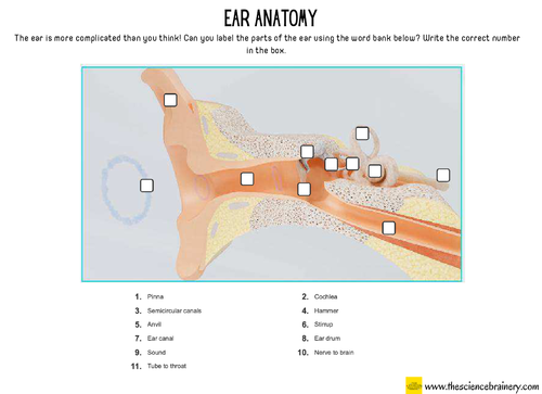 Label The Ear Worksheet KS2 Primary Science Teaching Resources