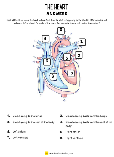 Label the Heart worksheet | KS2 | Primary Science | Distance learning ...